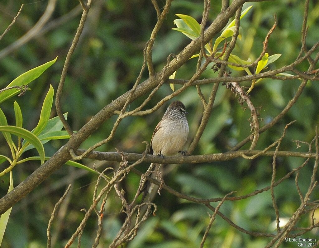 Plain-mantled Tit-Spinetail