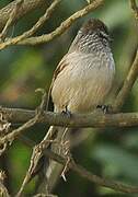 Plain-mantled Tit-Spinetail