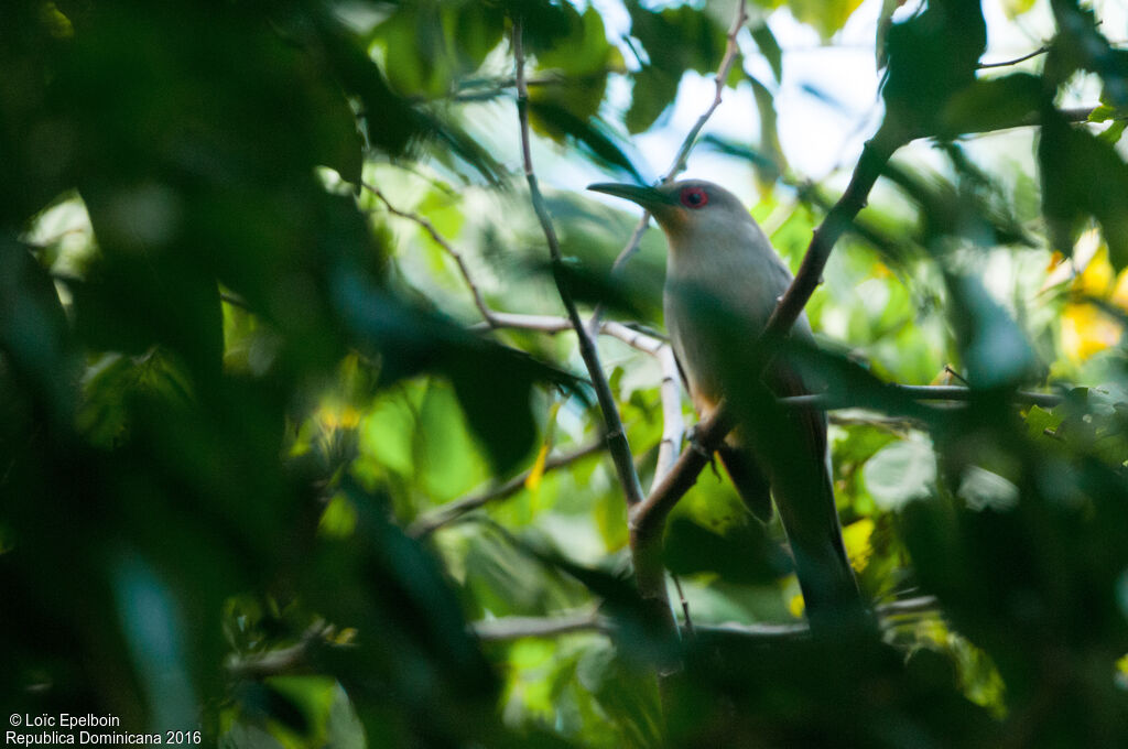 Hispaniolan Lizard Cuckoo