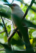 Hispaniolan Lizard Cuckoo