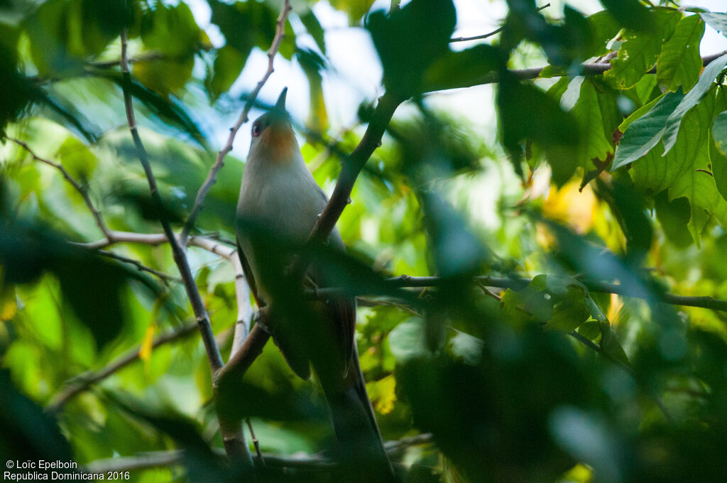 Hispaniolan Lizard Cuckoo