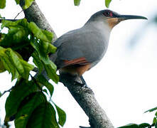 Hispaniolan Lizard Cuckoo