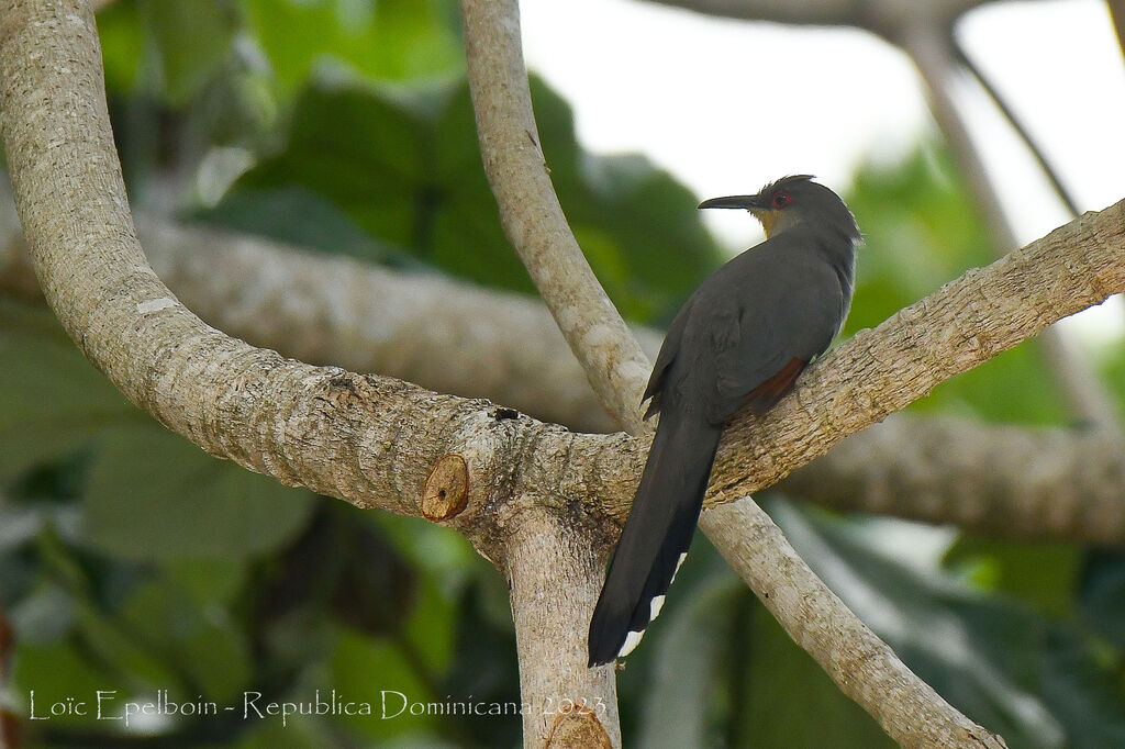 Hispaniolan Lizard Cuckoo