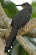 Hispaniolan Lizard Cuckoo