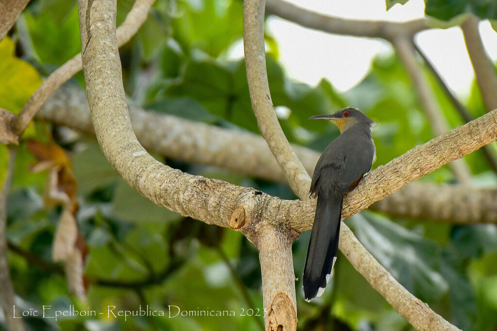 Hispaniolan Lizard Cuckoo