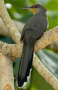 Hispaniolan Lizard Cuckoo