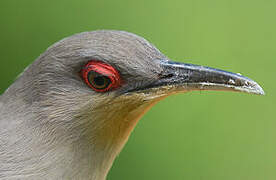 Hispaniolan Lizard Cuckoo