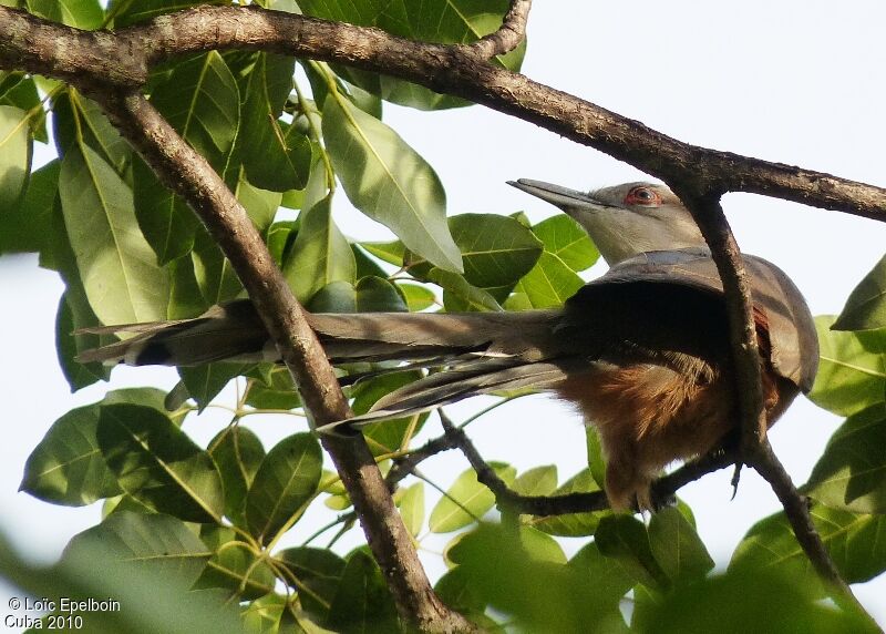 Great Lizard Cuckoo