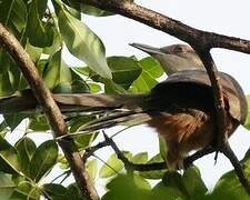 Great Lizard Cuckoo