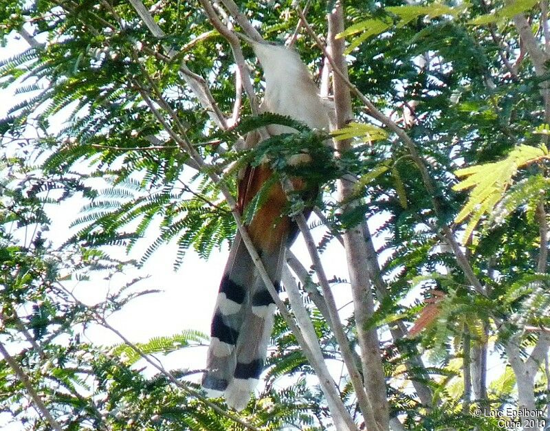 Great Lizard Cuckoo