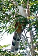 Great Lizard Cuckoo