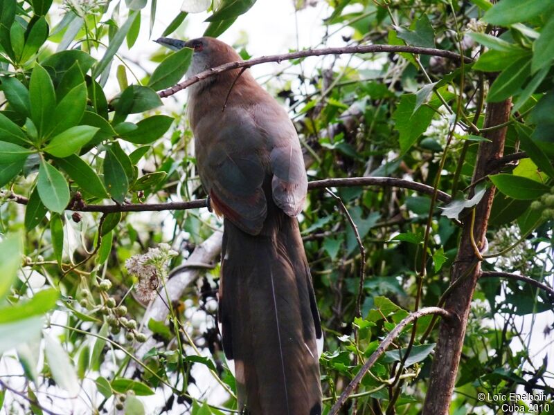 Great Lizard Cuckoo