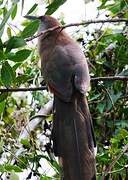 Great Lizard Cuckoo