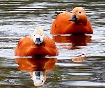 Ruddy Shelduck