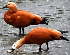 Ruddy Shelduck