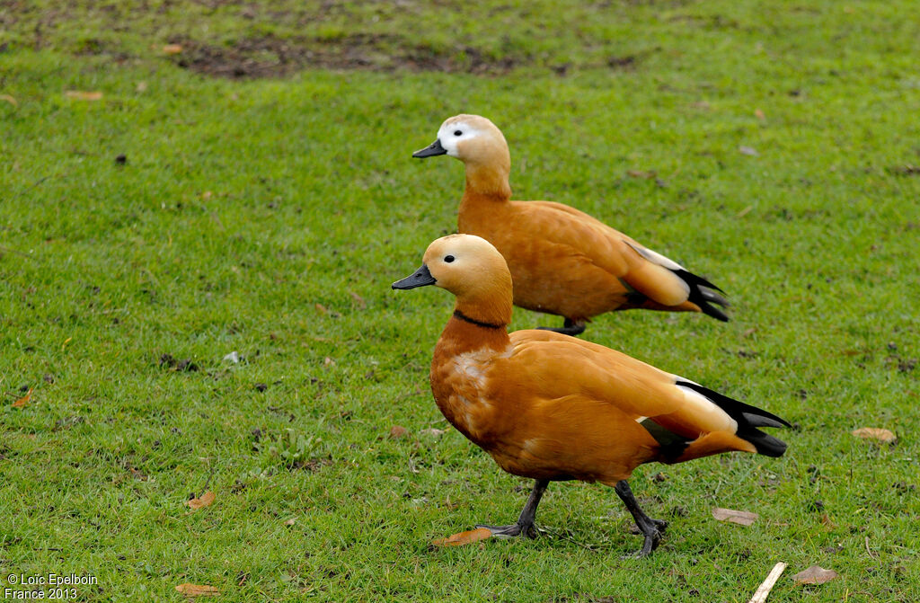 Ruddy Shelduck