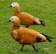 Ruddy Shelduck