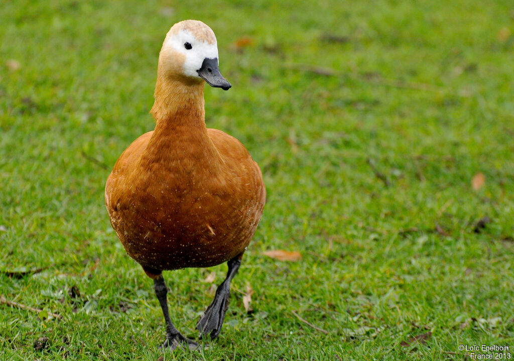 Ruddy Shelduck