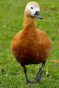 Ruddy Shelduck