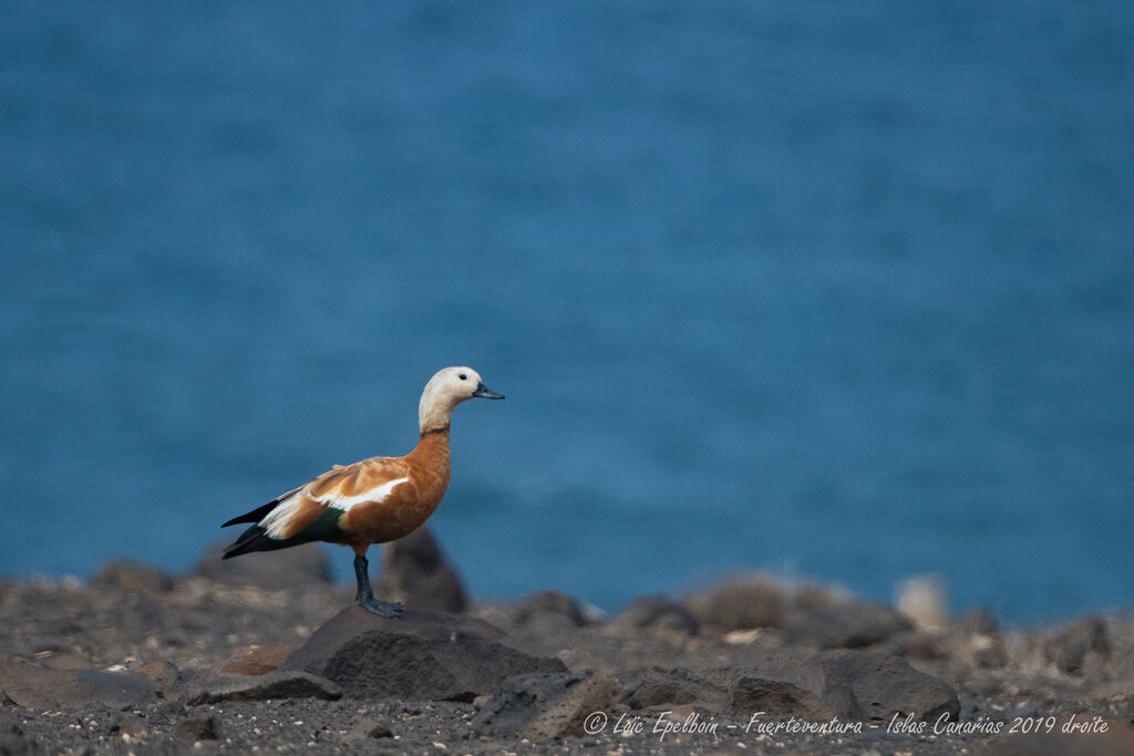 Ruddy Shelduck