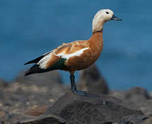 Ruddy Shelduck