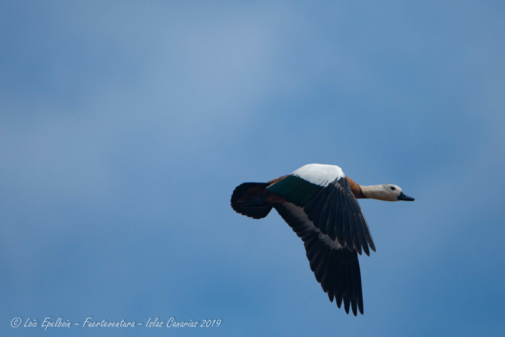 Ruddy Shelduck