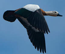 Ruddy Shelduck