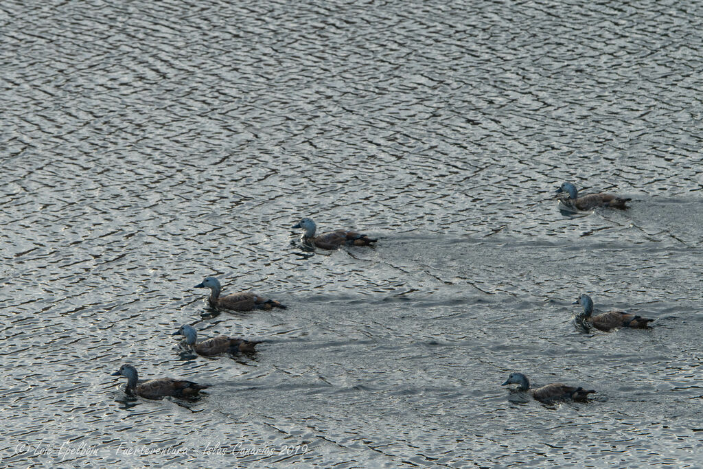 Ruddy Shelduck