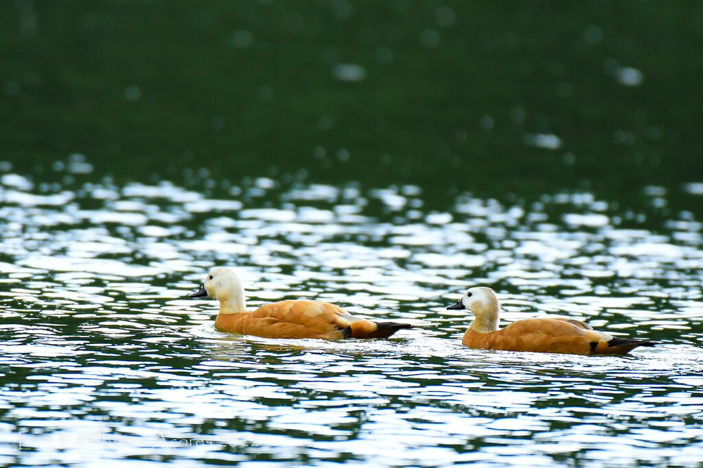 Ruddy Shelduck