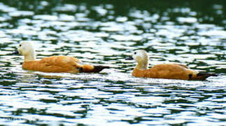 Ruddy Shelduck