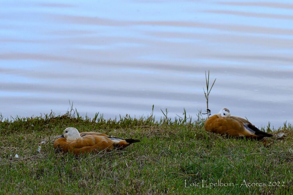 Ruddy Shelduck