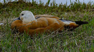 Ruddy Shelduck