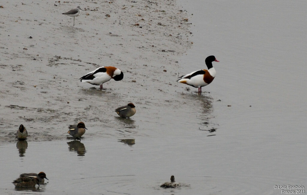 Common Shelduck