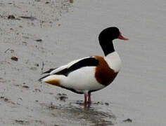 Common Shelduck