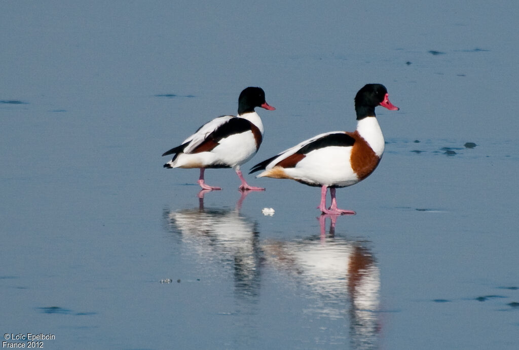 Common Shelduck