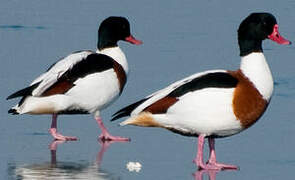 Common Shelduck