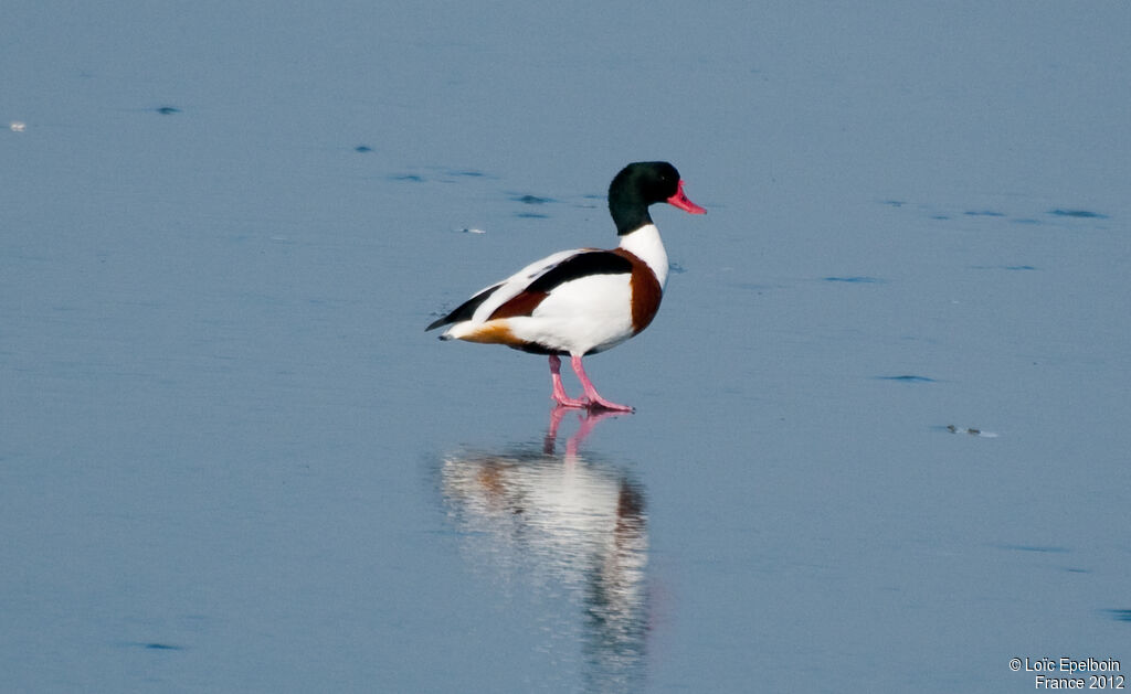 Common Shelduck