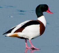 Common Shelduck