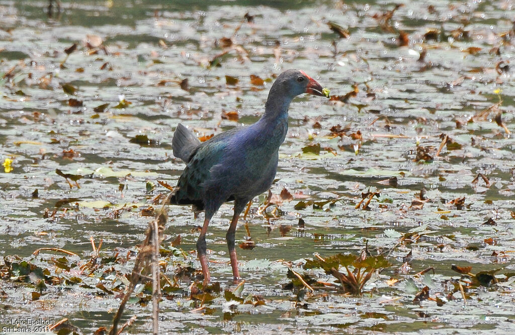 Grey-headed Swamphen