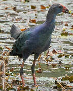 Grey-headed Swamphen