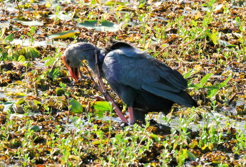 Grey-headed Swamphen