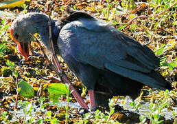 Grey-headed Swamphen