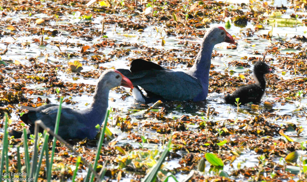 Grey-headed Swamphen, pigmentation