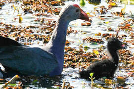 Grey-headed Swamphen