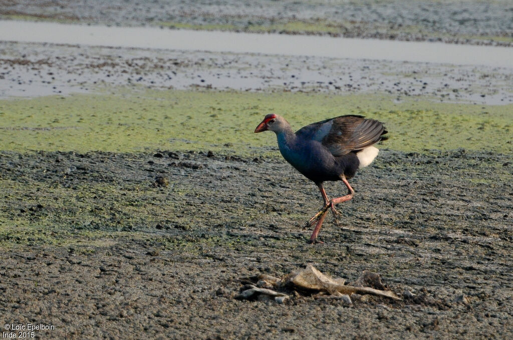 Grey-headed Swamphen