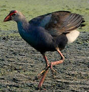 Grey-headed Swamphen