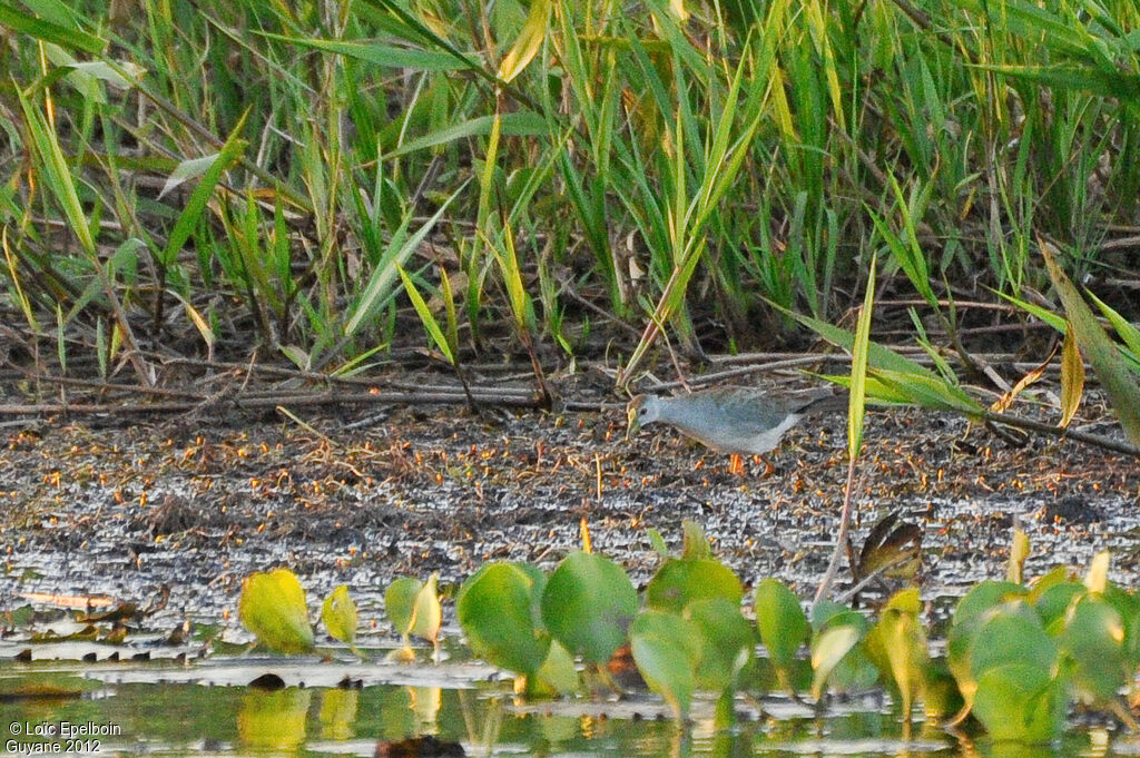 Azure Gallinule