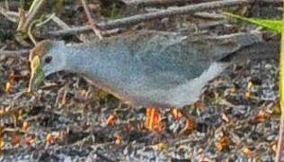 Azure Gallinule