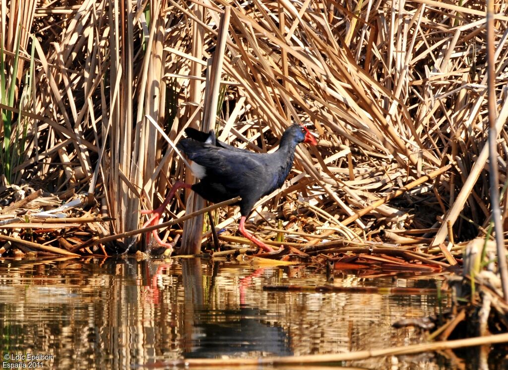 Western Swamphen