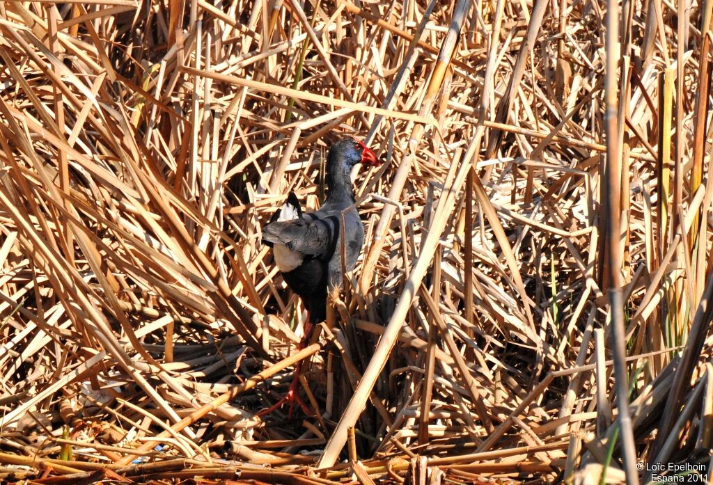 Western Swamphen